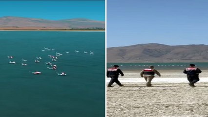 Van’da jandarma flamingo nöbetinde!