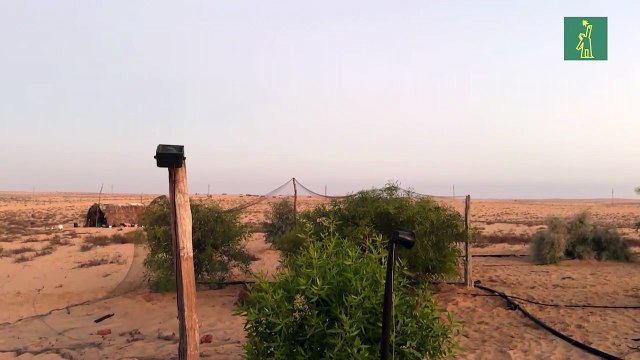 La práctica tradicional de caza en Egipto amenaza a numerosas aves hacia la desaparición