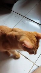 Playful Orange Cat Bounces Back!