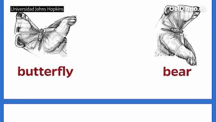 ¿Oso o mariposa? La IA crea nuevos ‘anagramas visuales’ para estudiar nuestra percepción