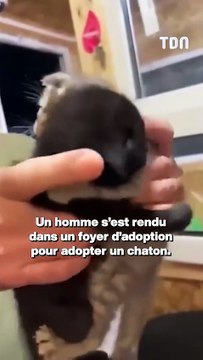 Un homme venu adopter un chaton repart avec deux chatons qui ne voulaient pas être séparés