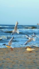 Sounds Of Waves At The Beach, Ocean Waves Relaxing Sounds, Ocean Waves Sleep Music, Ocean Waves Asmr