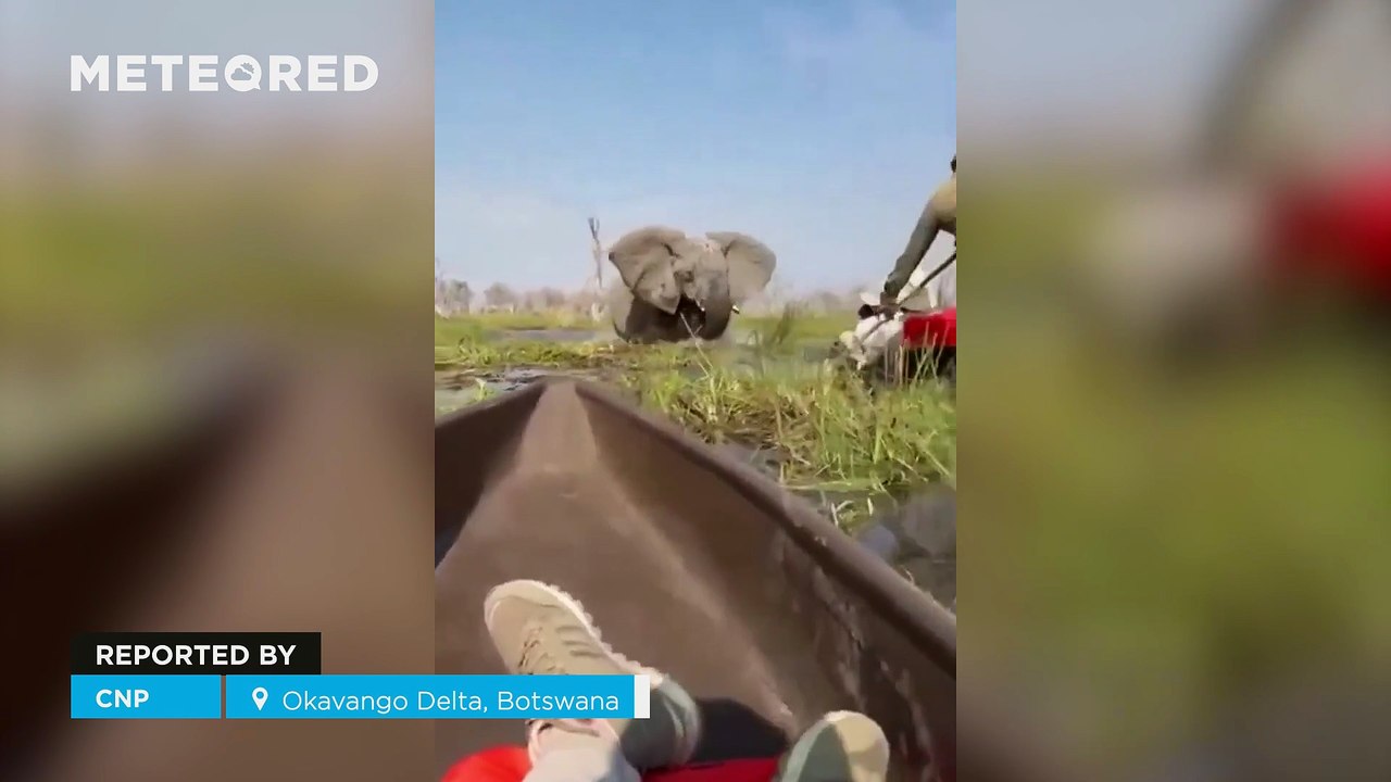 An elephant attacks several tourists in the Okavango Delta, Botswana