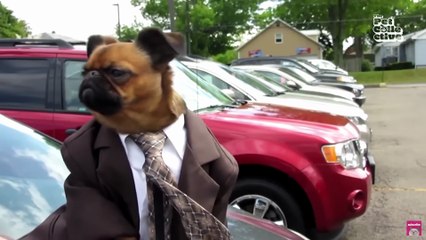 "Hilarious Animals Moments 😂 | Best Funny Pets Videos"