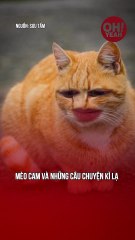 Câu chuyện những chú mèo kì lạ