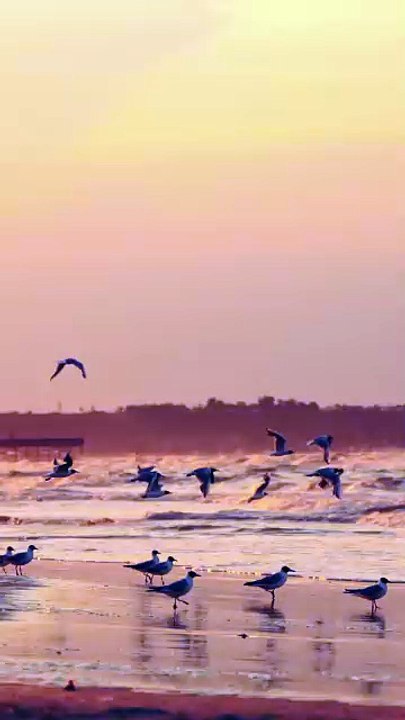 Gentle Ocean Waves at Sunset  Coastal ASMR Escape