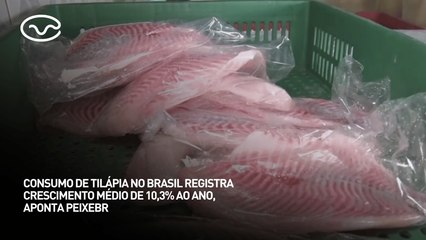 Consumo de tilápia no Brasil registra crescimento médio de 10,3% ao ano, aponta PeixeBR
