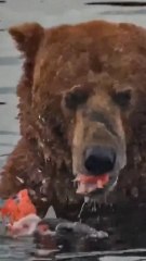 Un oso que se rompió la mandíbula consigue el título al más gordo de Alaska