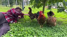 Os animais mais fofos do mundo N•528