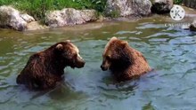 Os animais mais fofos do mundo N•530