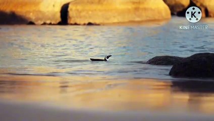 Os animais mais fofos do mundo N•531