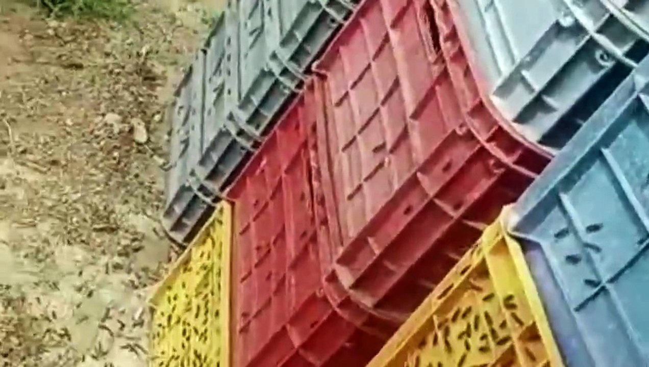 Black Soldier Fly Eggs/Protein Source/Poultry Farmers