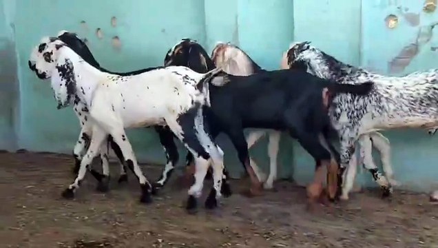 Goats for sale Package/Makhi Cheena, Beetal & Nagra