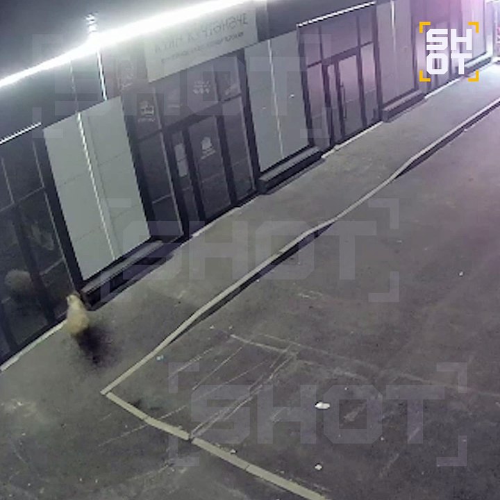 VIDEO: ¡No le gustaron los precios! Oveja enojada destroza escaparate de una tienda