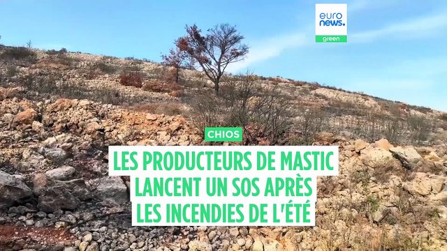Les producteurs de mastic de l'île de Chios lancent un SOS après les incendies de l'été