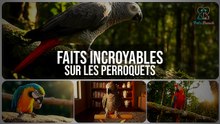 Faits Incroyables sur les Perroquets : Découvrez Leur Monde Fascinant