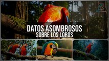 Loros: Datos Asombrosos y Curiosidades Fascinantes