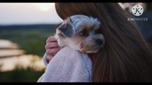 Os animais mais fofos do mundo N•532