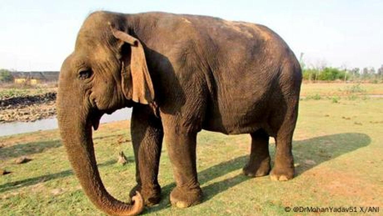 Kenya turns to drones in elephant conservation