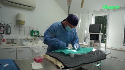 Dans les coulisses de la clinoique vétérinaire AniCura ADK, à Heusy (Verviers)