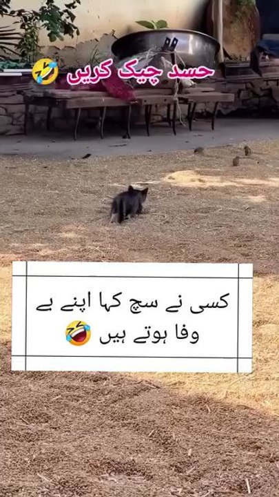 full funny 🤣