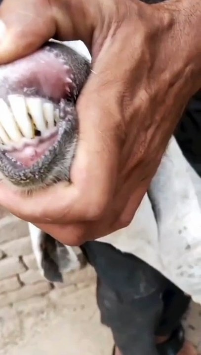 Beetal Cross Goat/Milking Goat/Goat for Sale/Beetal Goat/Going Cheep