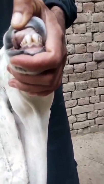 Cross Breed Goat/Beetal Cross Goat for Sale