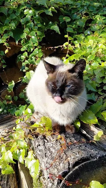 Good Evening & Good Night! Time to relax! #shorts #cat #funny #funnycats #cute #viralcats #fyp #evening #sunny