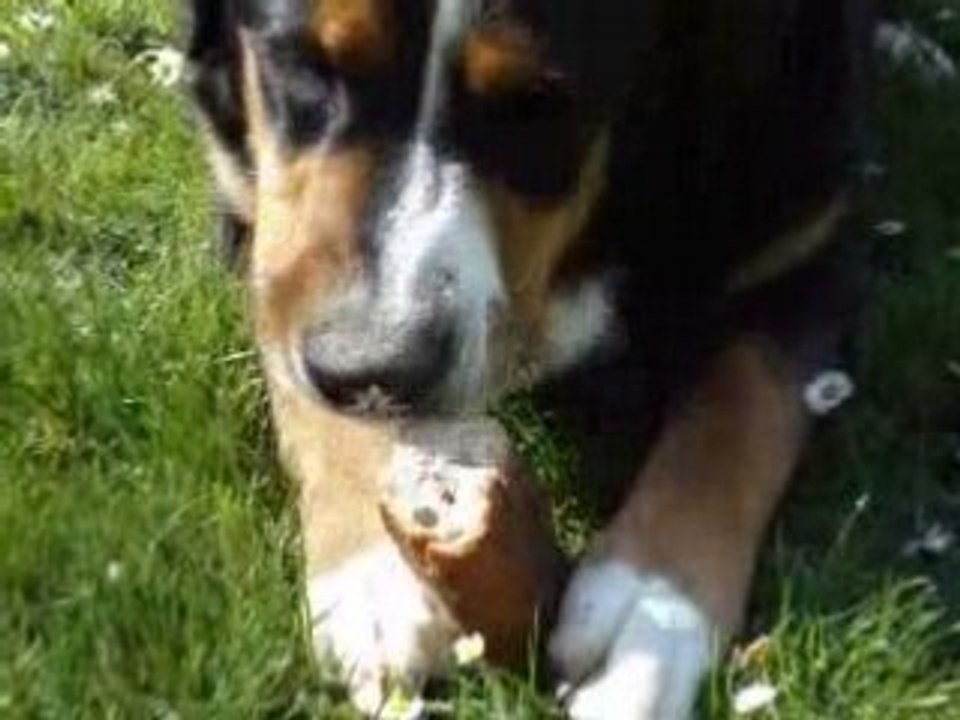 Un repas de chien !