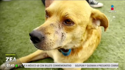 “El Chicles” perrito maratonista de Tijuana murió envenenado
