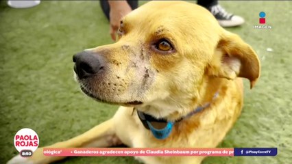 Fallece "Chicles", el perrito de Tijuana, bajo circunstancias inusuales | DPC con Paola Rojas
