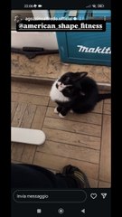 agozzino Alfredo i biscotti per virgola