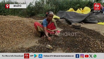 ಅತಿಯಾದ ಮಳೆಯಿಂದ ಶೇಂಗಾ ಬೆಳೆಗೆ ಹಾನಿ: ಹಾವೇರಿ ರೈತರು ಕಂಗಾಲು