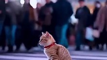 The Most Eye-Catching Skateboard Cat in Shibuya