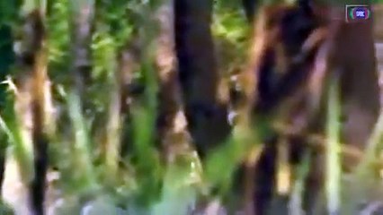 Jangloos.. Episode. 3 Classic PTV Drama 🎭