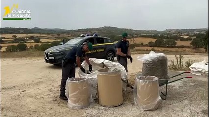 Maxi sequestro di cannabis in una azienda agricola nel Sassarese