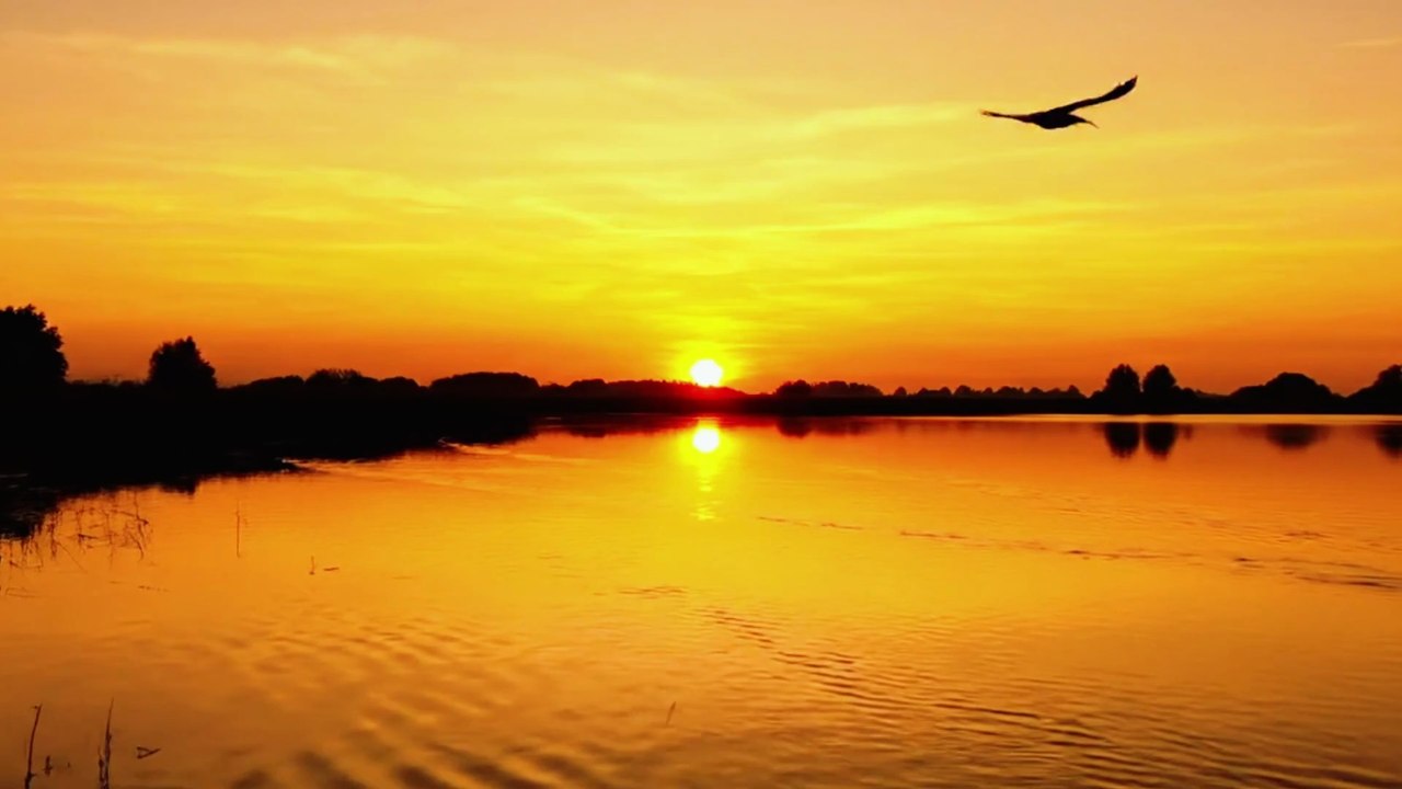 BRAVE RESCUE TEAM RESCUE TIGER FROM A GAINT CROCODILE
