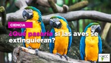 ¿Qué pasaría si las aves se extinguieran?