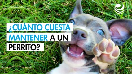 ¿Vas a comprar o adoptar un lomito? Esto cuesta mantener un perro