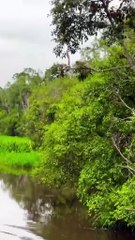 Impresionante: grupo de monos se lanza al lago volando desde lo alto de los árboles