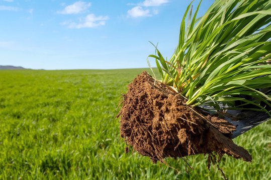 Six farm blocks offered at public auction, Booleroo Centre