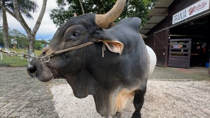 mqn-Muñeco, el imponente toro de 600 kilos que se volvió símbolo de La Granja en Guápiles-021025