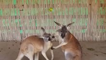 Kangaroo diaries only in Australia 🇦🇺