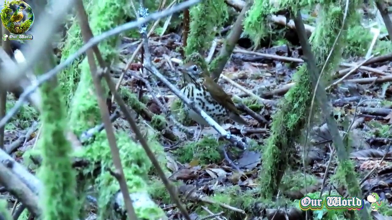 Wood Thrush - Hylocichla mustelina 01
