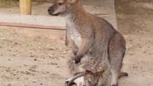 Wallaby