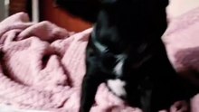 Gizmo śniadanie