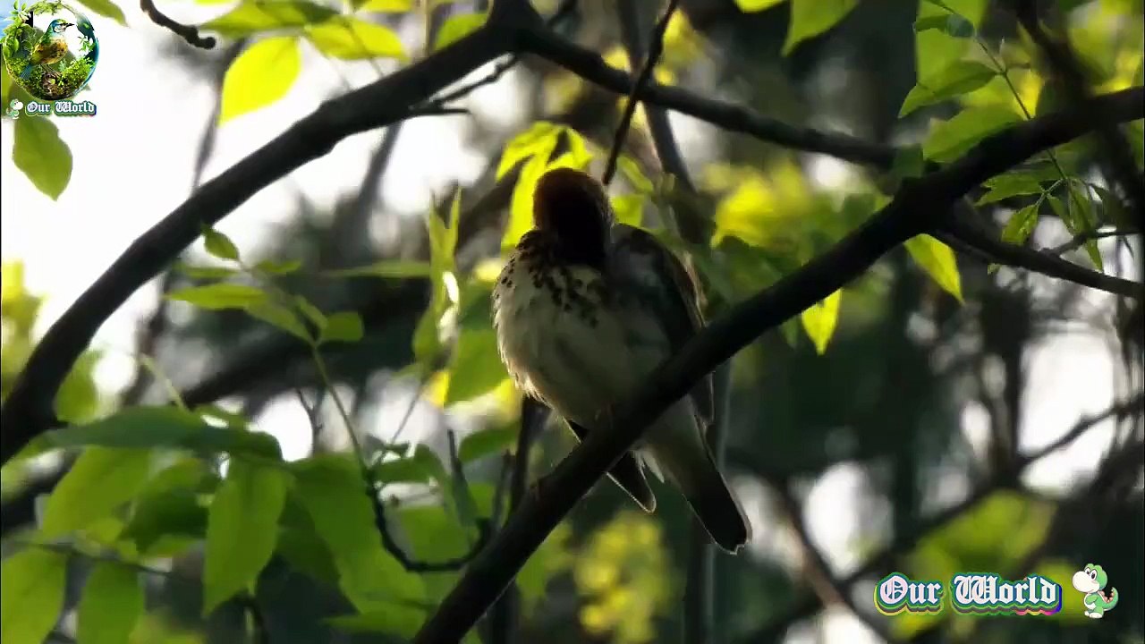 Wood Thrush - Hylocichla mustelina 02