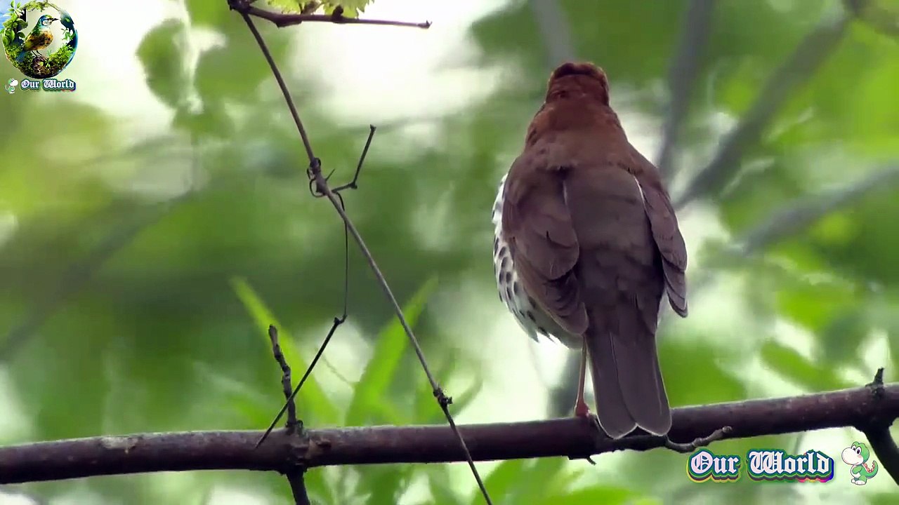 Wood Thrush 03- Hylocichla mustelina