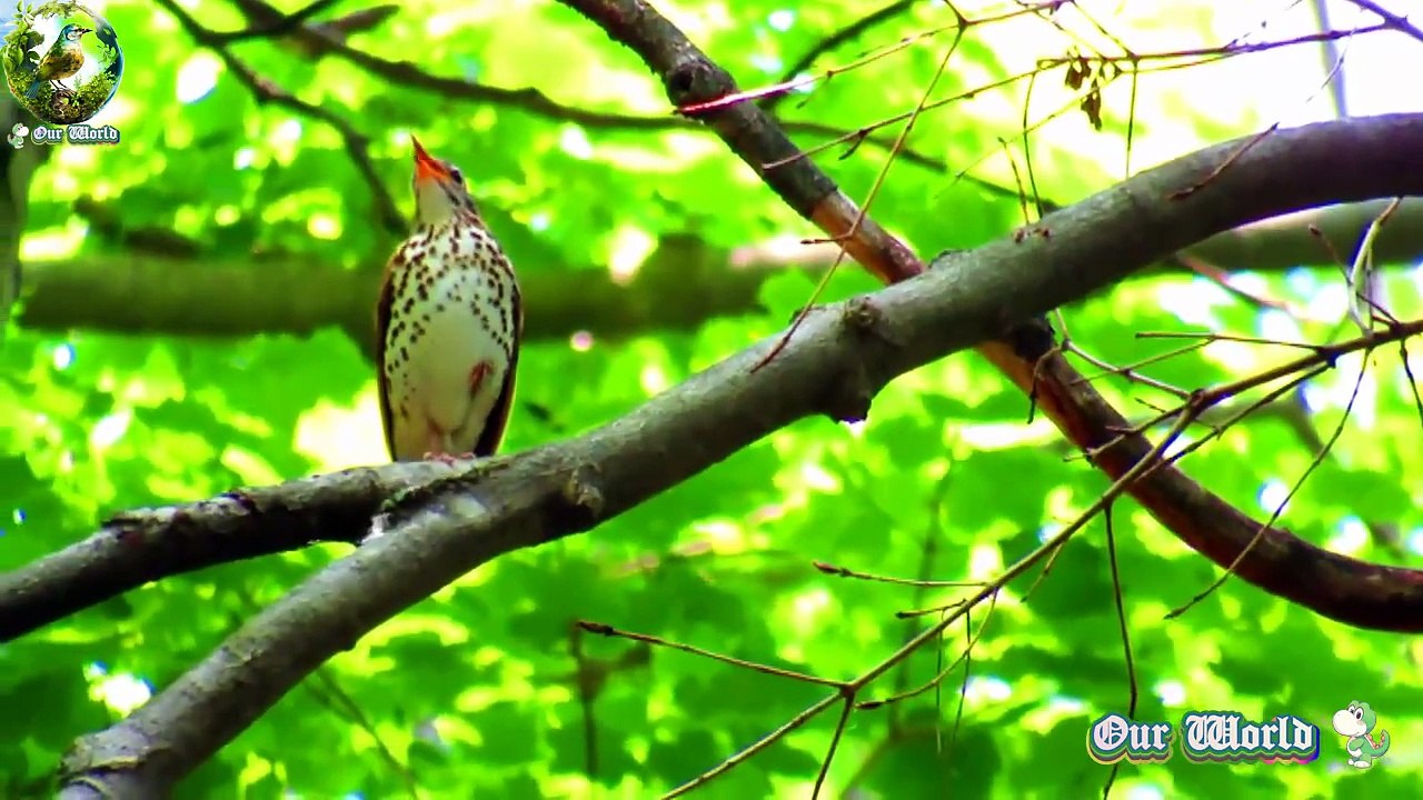 Wood Thrush 04- Hylocichla mustelina