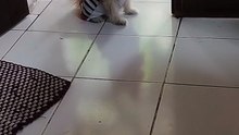 Cute and playful puppy